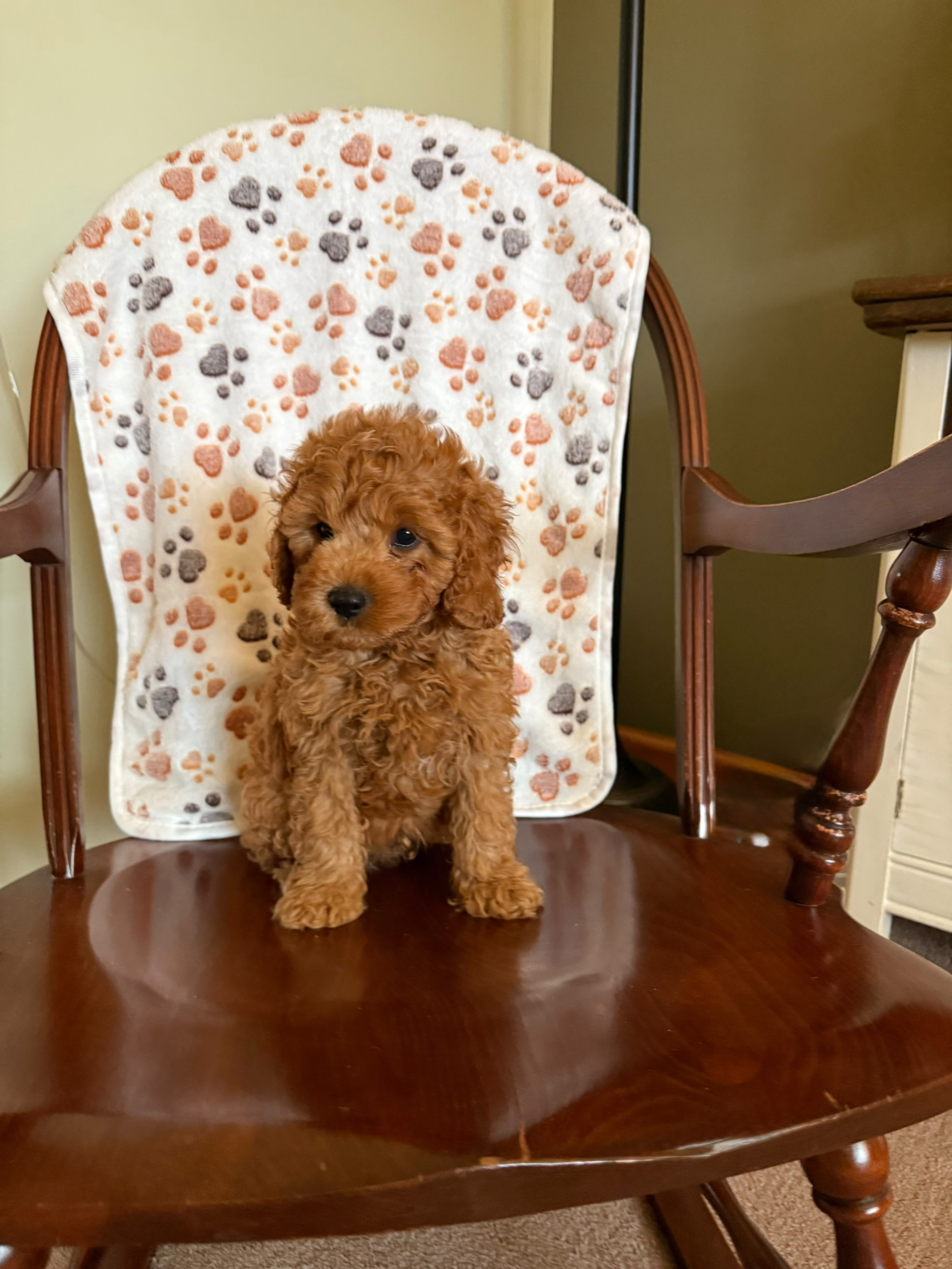 CAVAPOOS MULTIPLE VARIANTS AVAILABLE