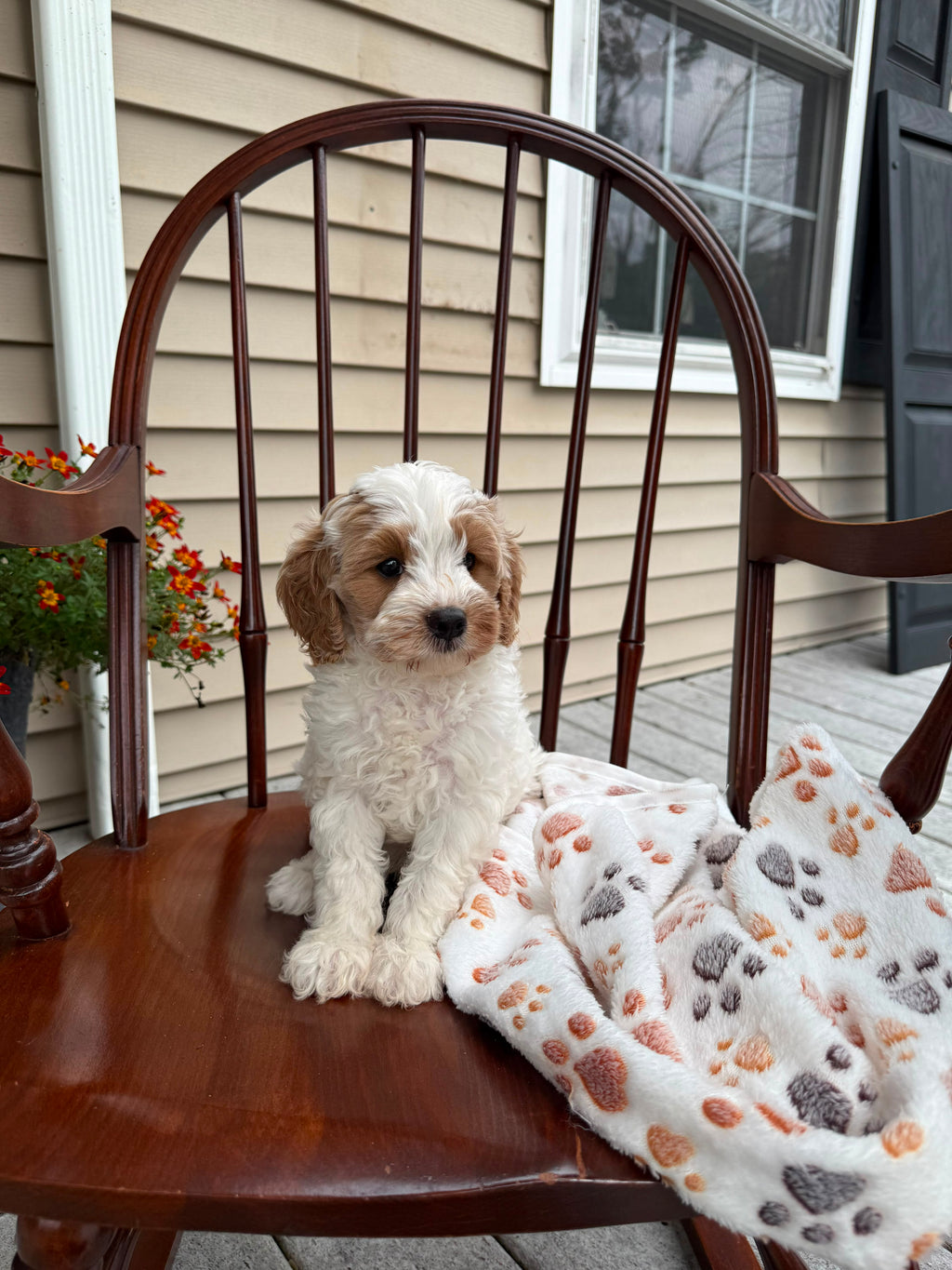 CAVAPOOS MULTIPLE VARIANTS AVAILABLE