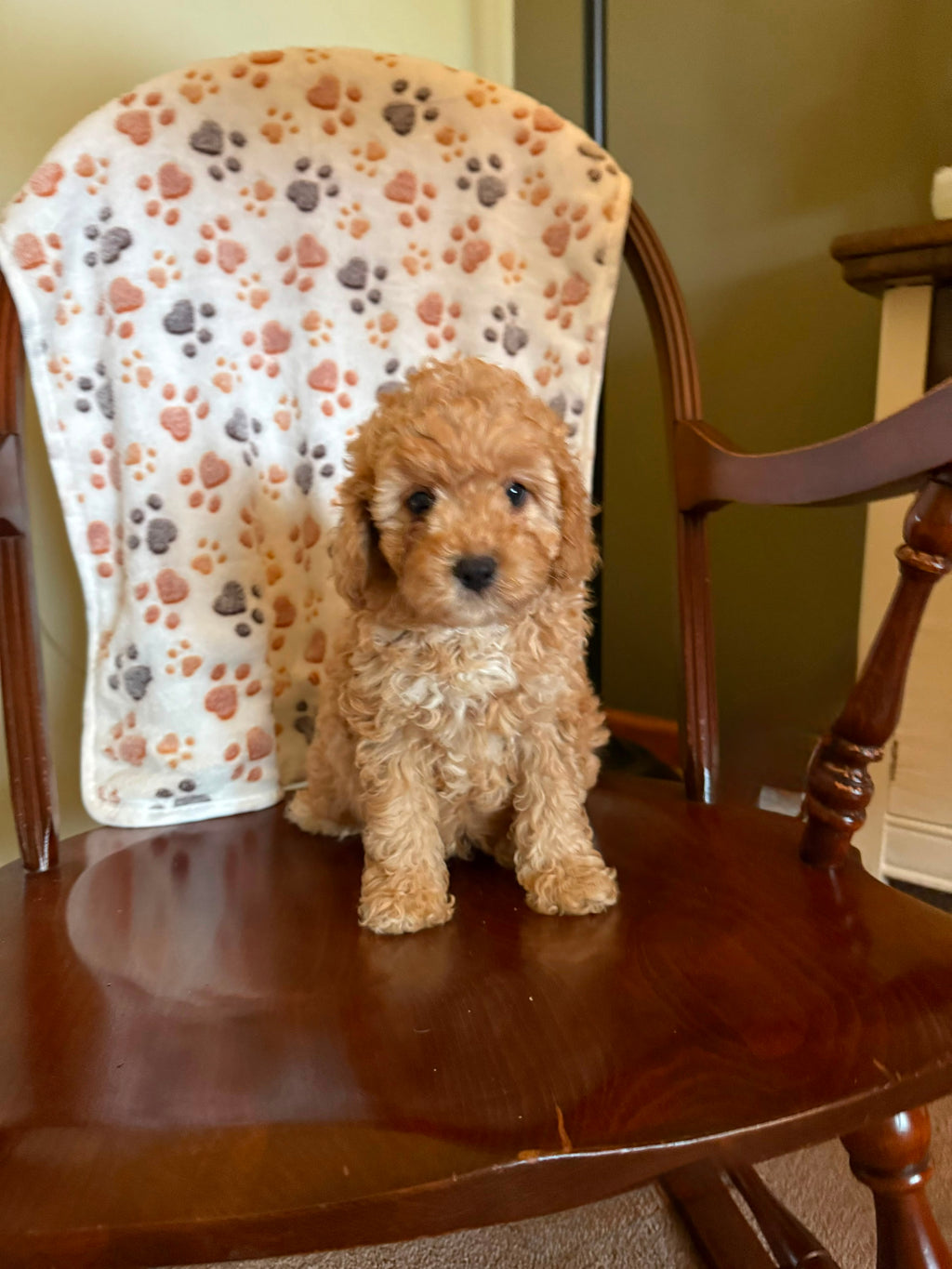 CAVAPOOS MULTIPLE VARIANTS AVAILABLE