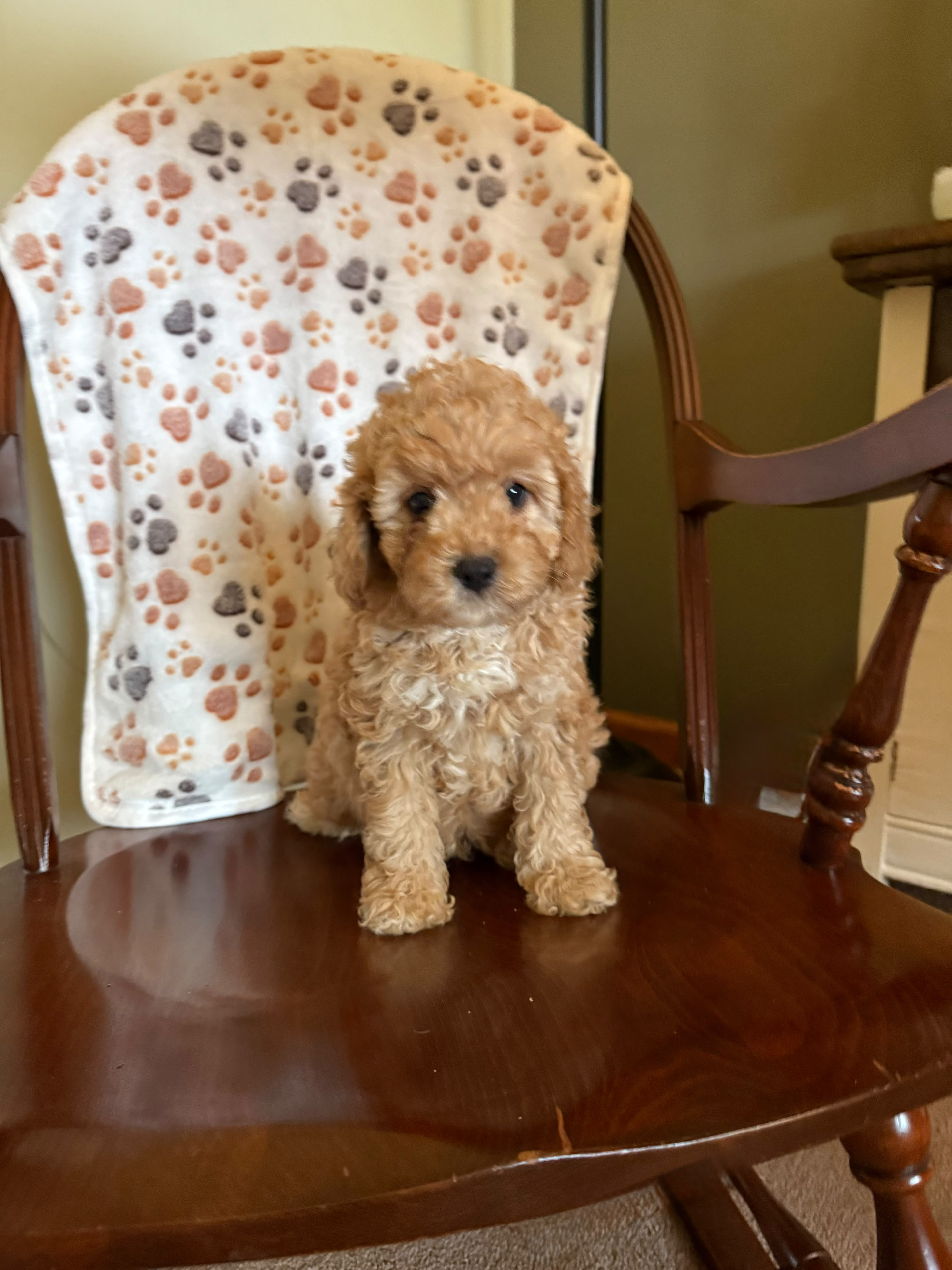 CAVAPOOS MULTIPLE VARIANTS AVAILABLE
