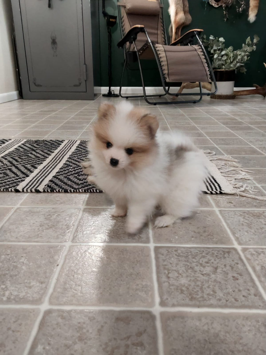 WHITE POMERANIAN