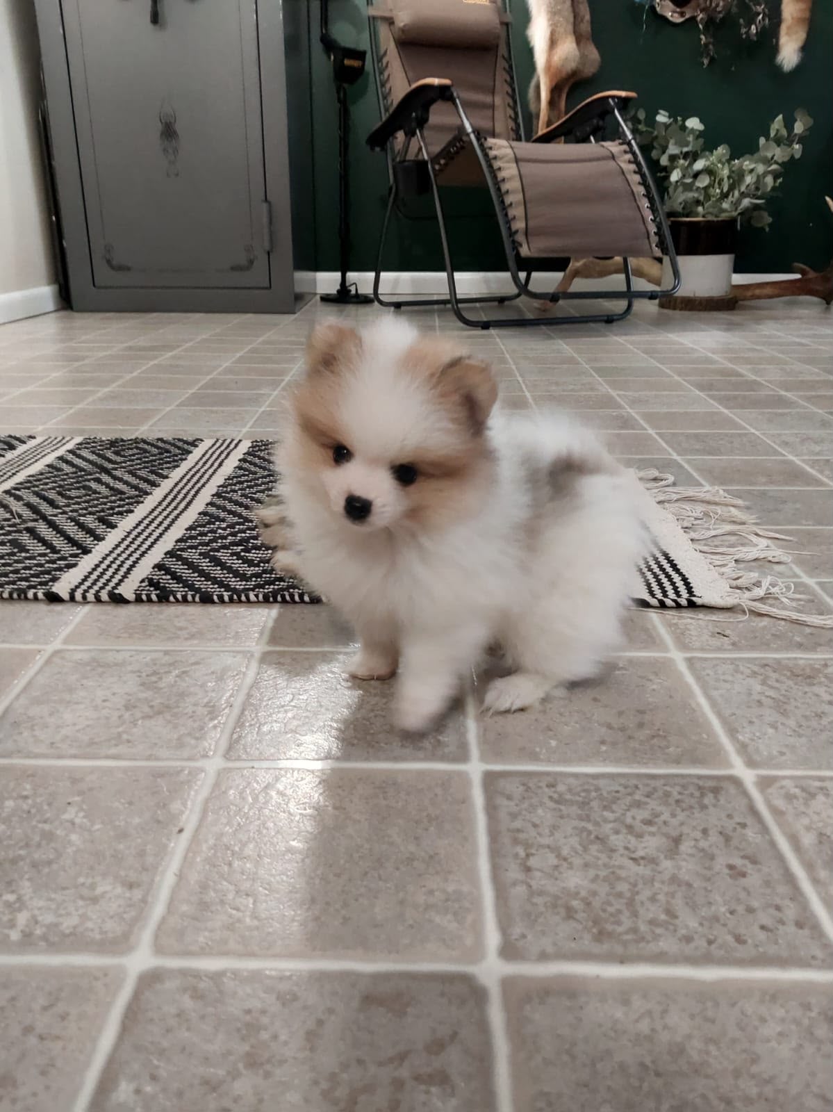 WHITE POMERANIAN