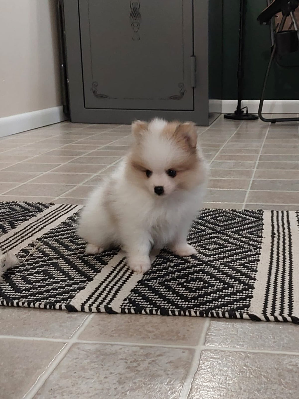 WHITE POMERANIAN