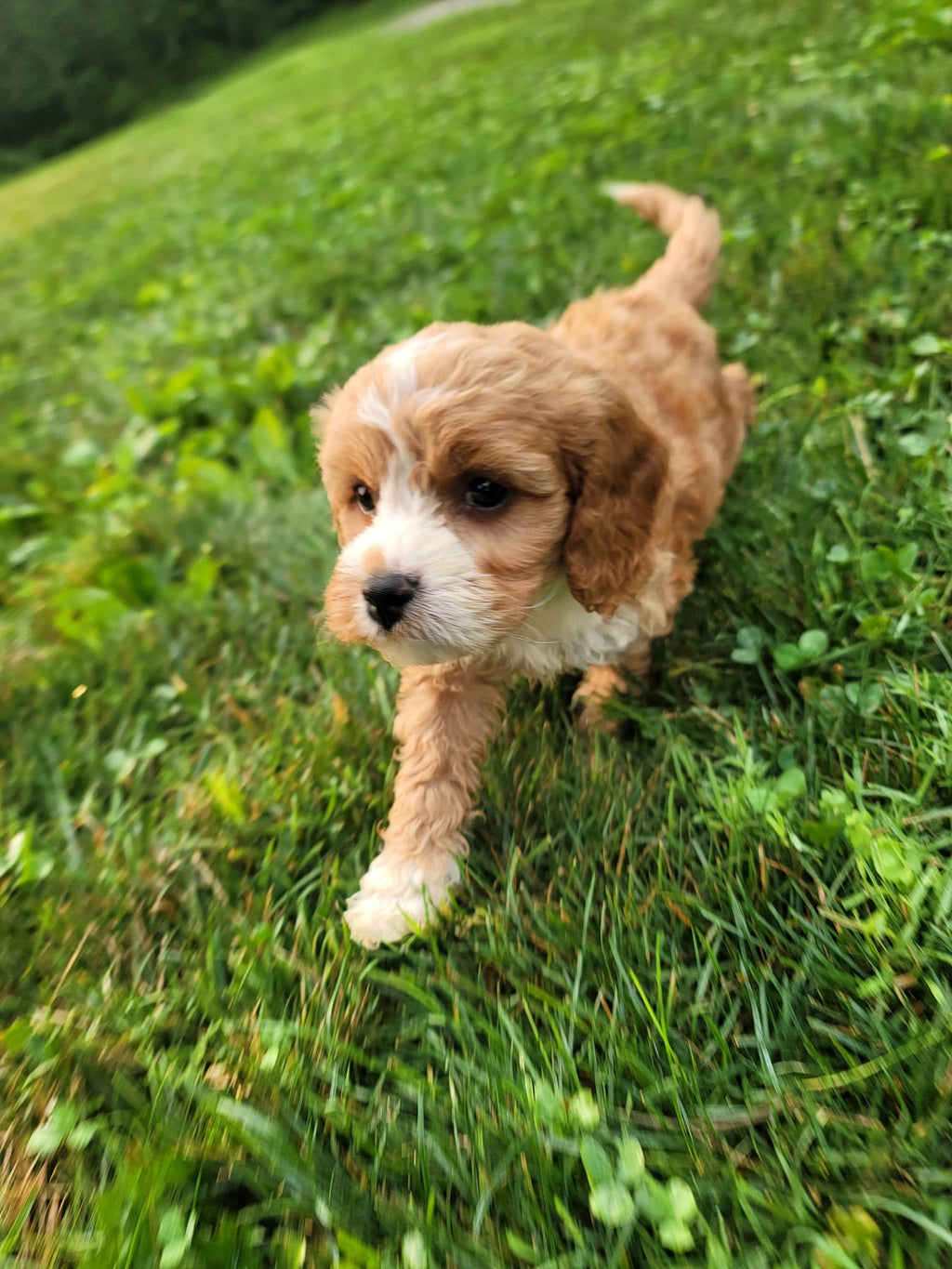 MALE APRICOT CAVAPOO AVAILABLE