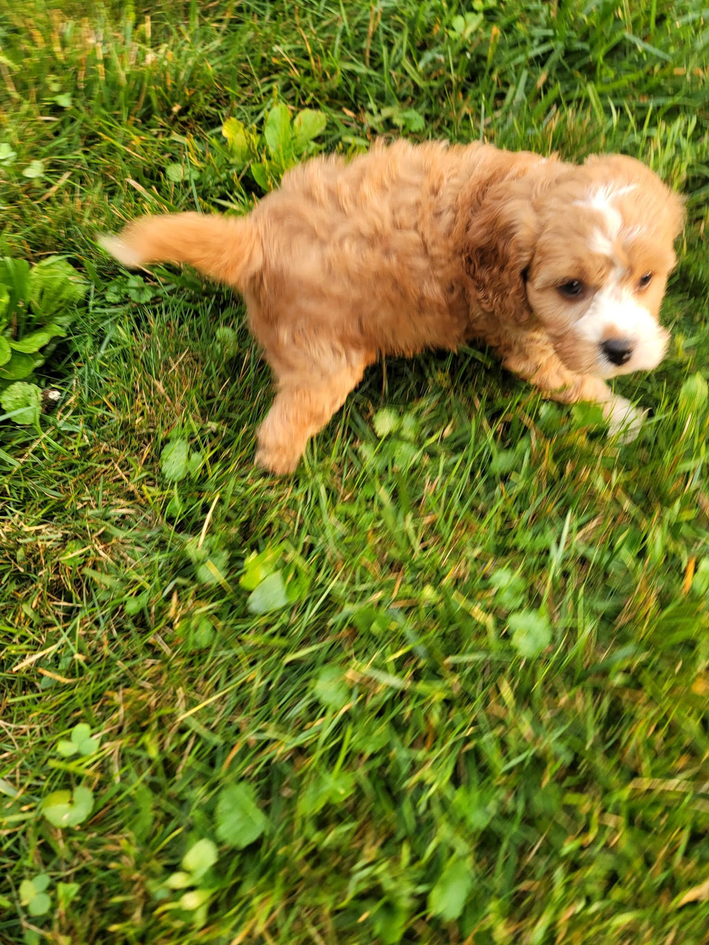 MALE APRICOT CAVAPOO AVAILABLE