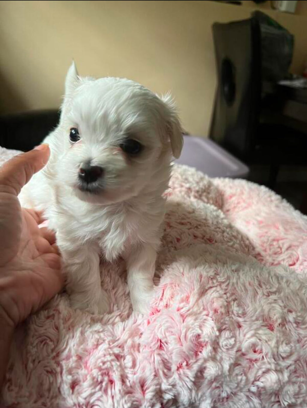 MALTESE PUPPIES AVAILABLE