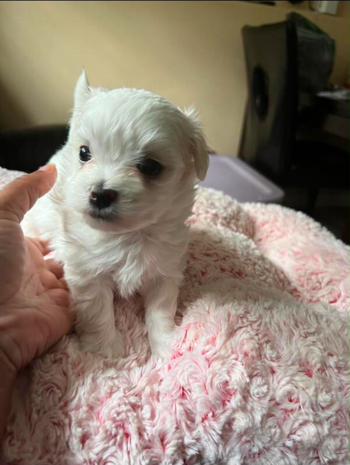 MALTESE PUPPIES AVAILABLE