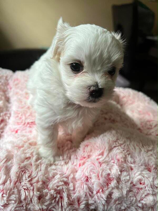 MALTESE PUPPIES AVAILABLE