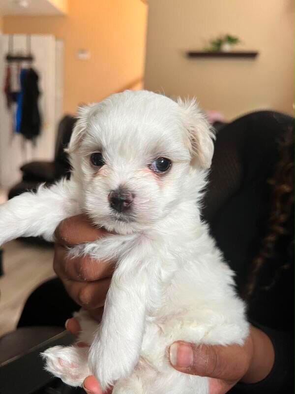 MALTESE PUPPIES AVAILABLE