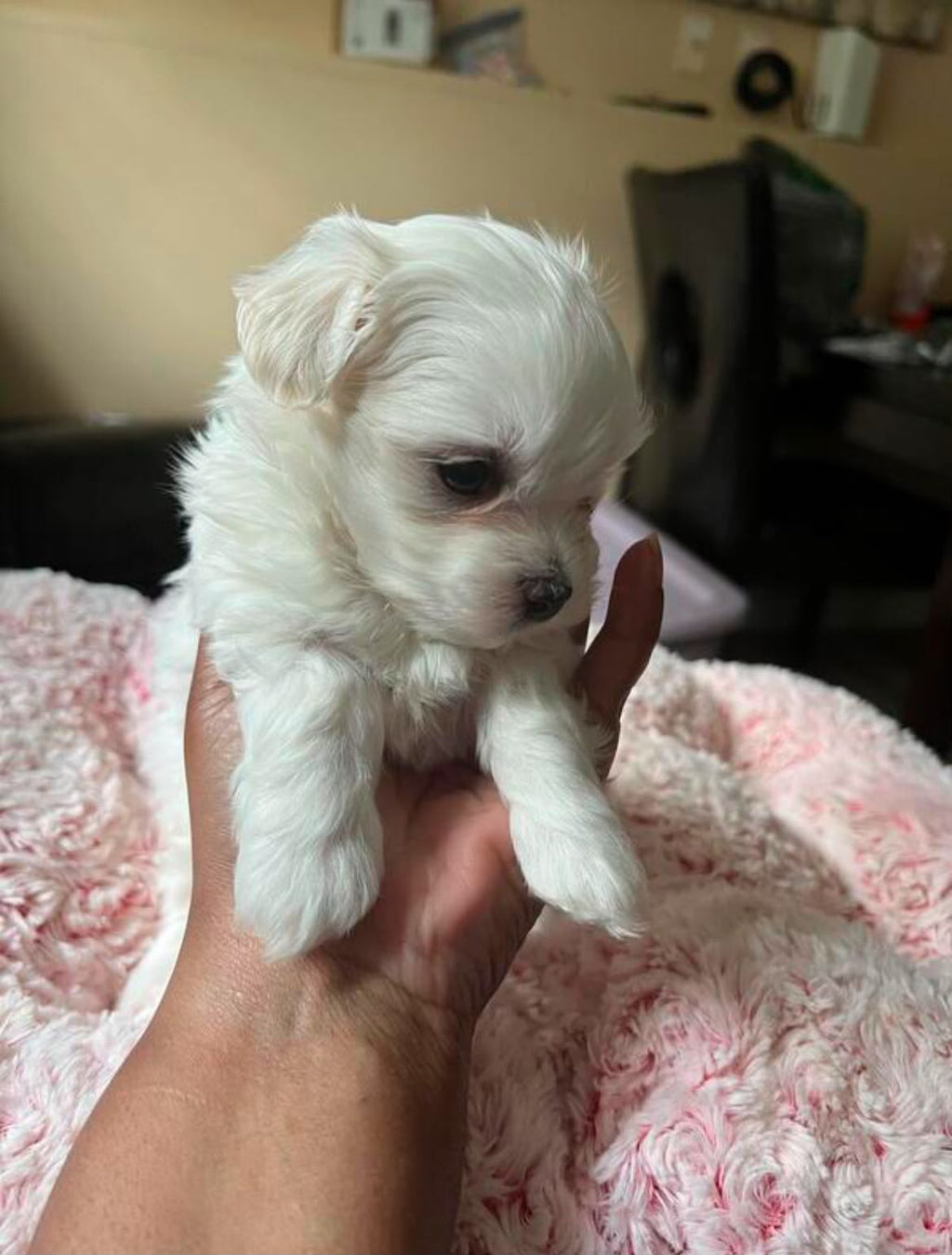 MALTESE PUPPIES AVAILABLE