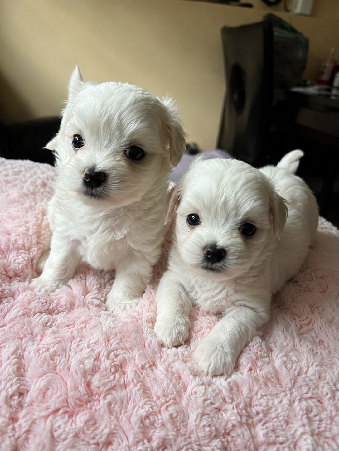 MALTESE PUPPIES AVAILABLE