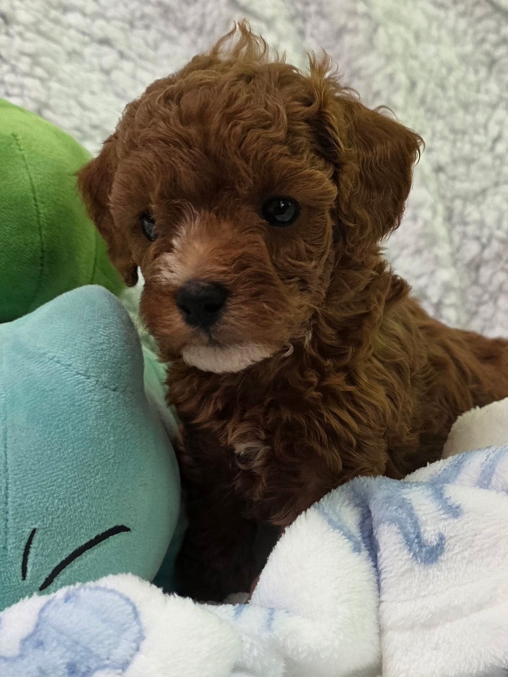 TOY POODLES