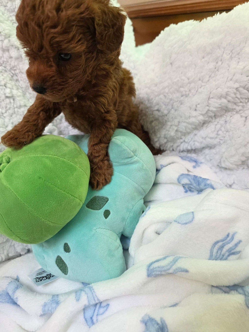 TOY POODLES