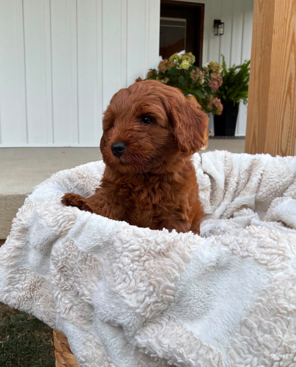 MINI GOLDENDOODLES AVAILABLE