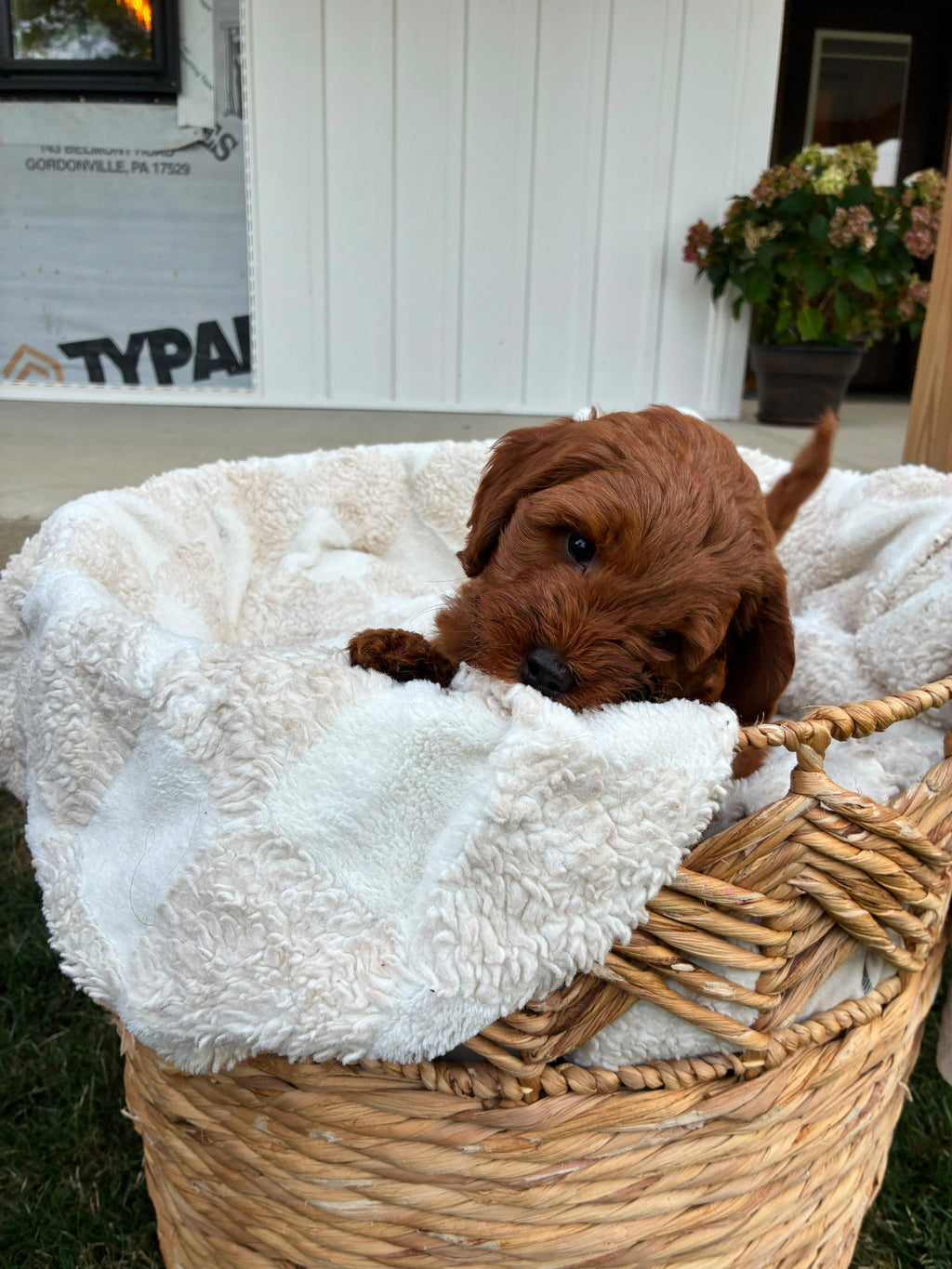 MINI GOLDENDOODLES AVAILABLE