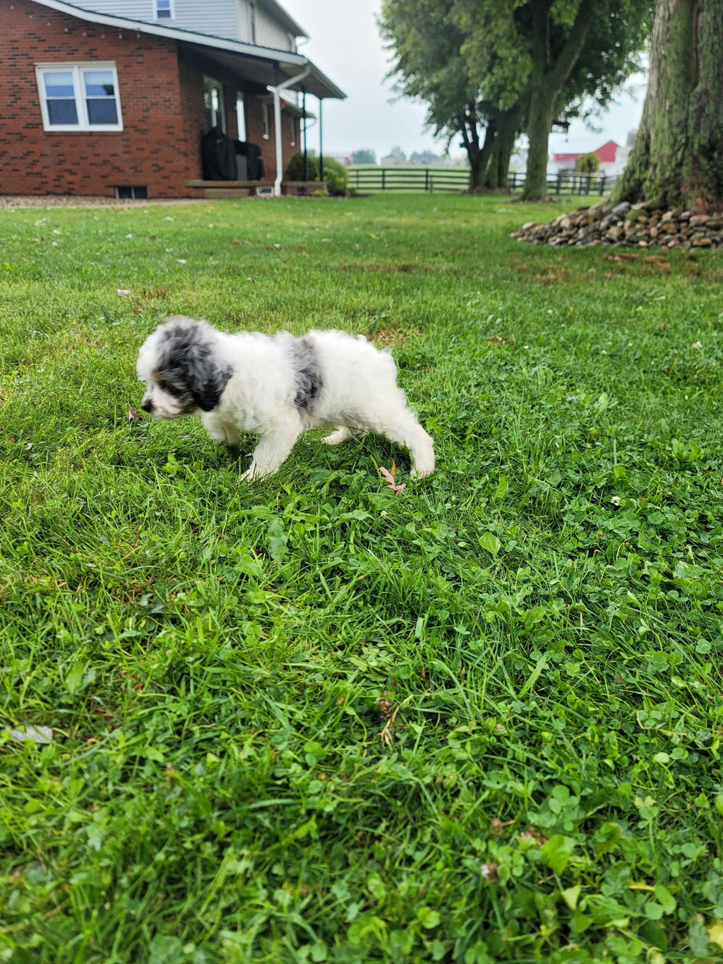 COCKAPOO AVAILABLE