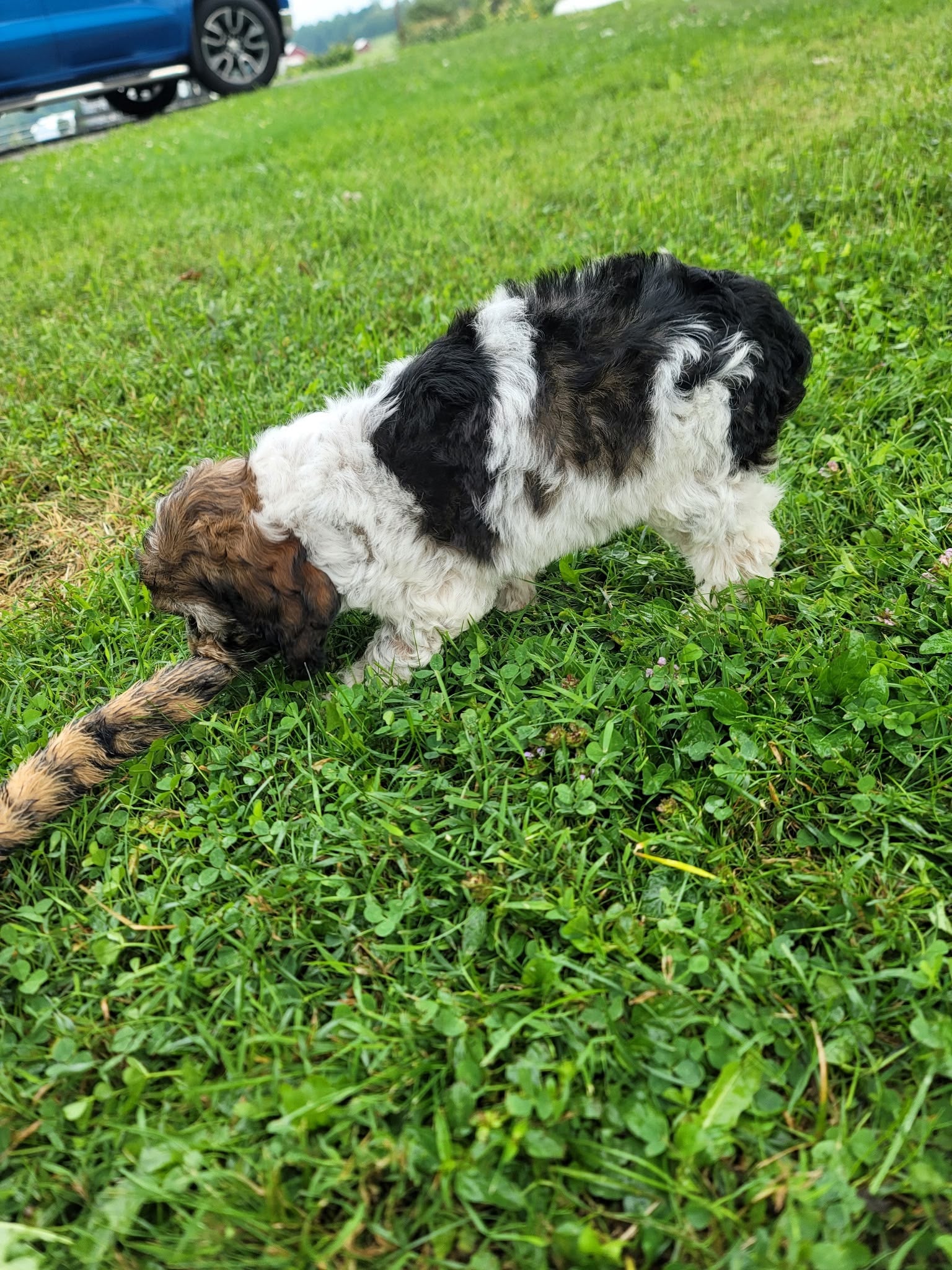 COCKAPOO AVAILABLE