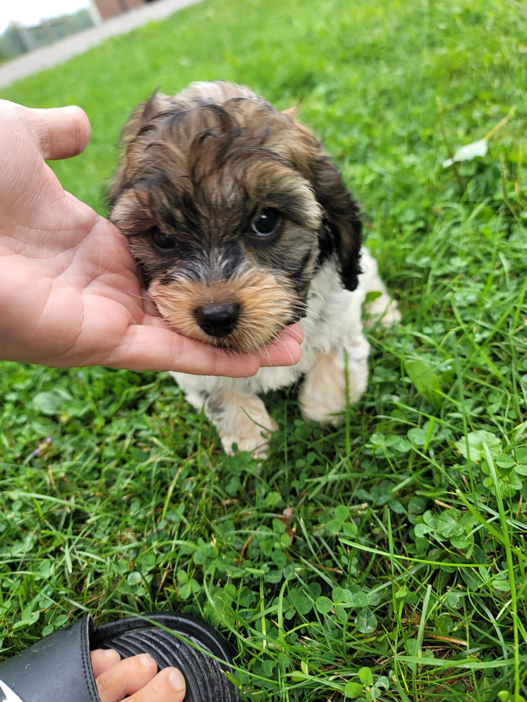 COCKAPOO AVAILABLE