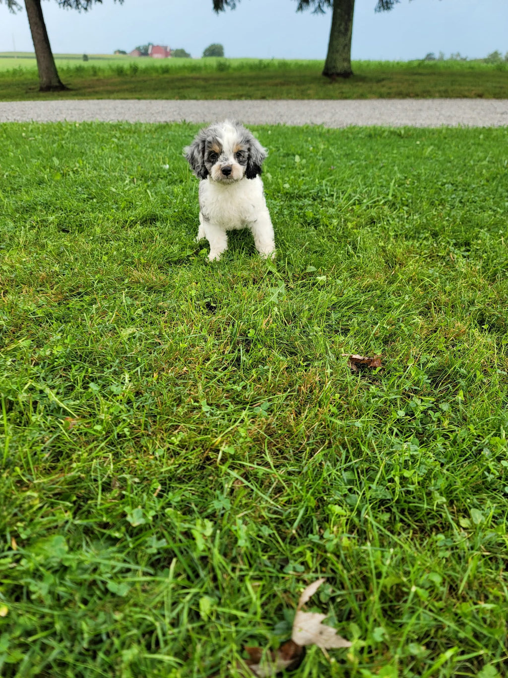 COCKAPOO AVAILABLE