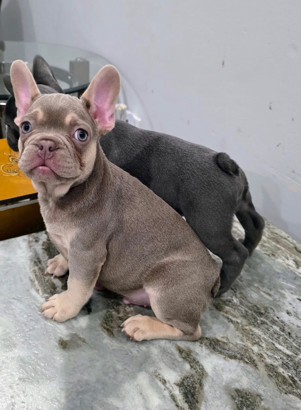 FRENCH BULLDOGS AVAILABLE