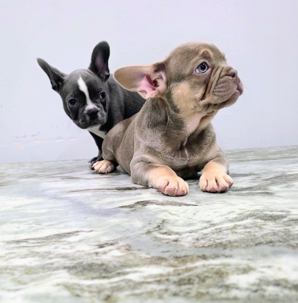 FRENCH BULLDOGS AVAILABLE