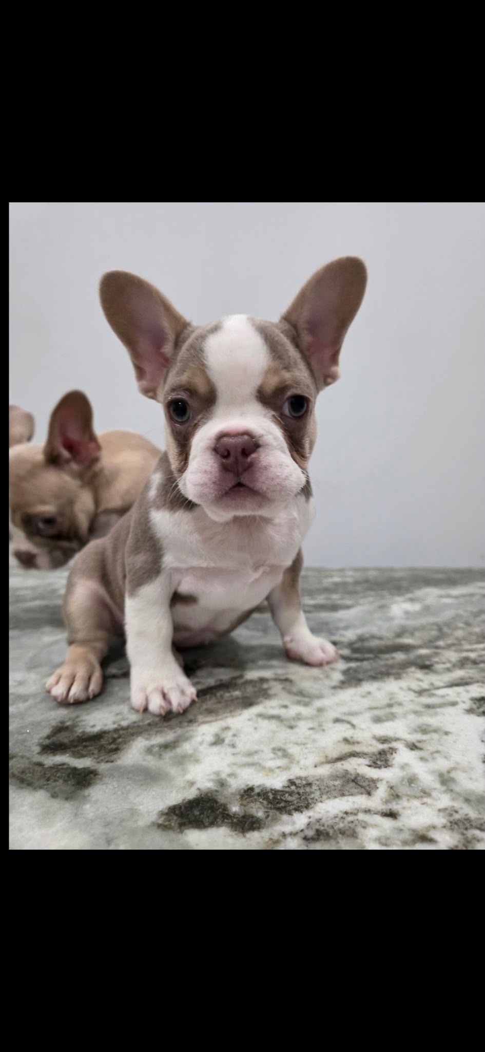 FRENCH BULLDOGS AVAILABLE