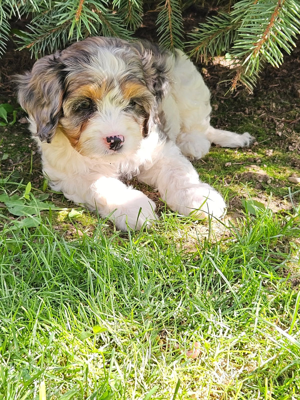 MERLE CAVAPOO AVAILABLE
