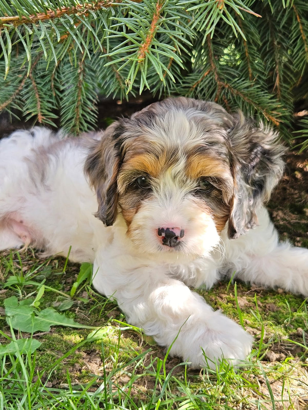 MERLE CAVAPOO AVAILABLE
