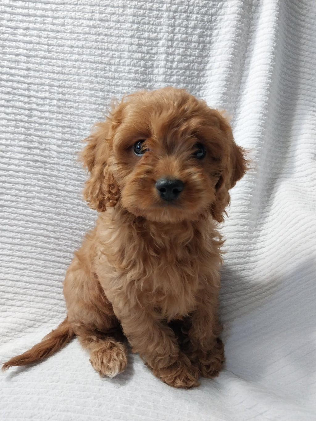 CAVAPOO MALE AVAILABLE
