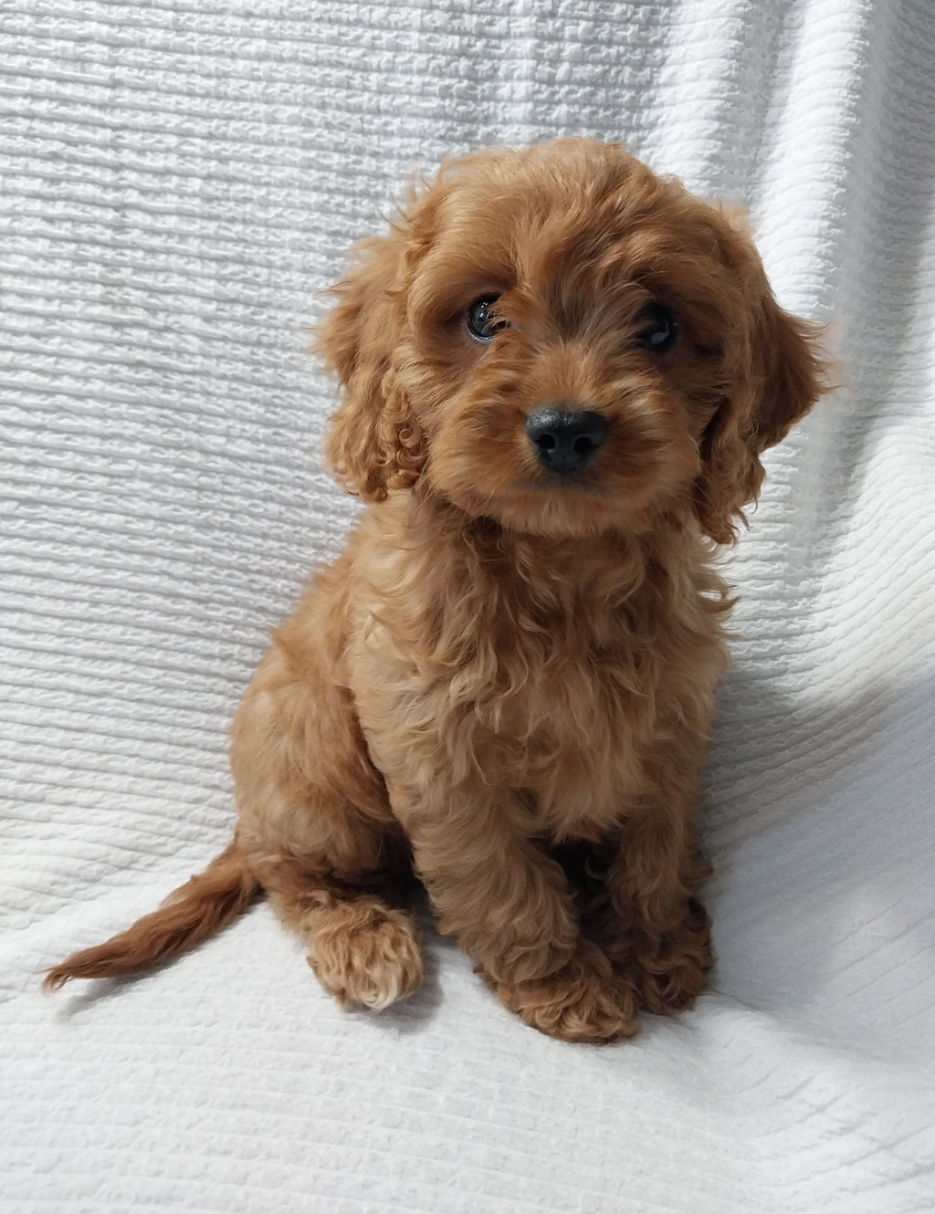 CAVAPOO MALE AVAILABLE
