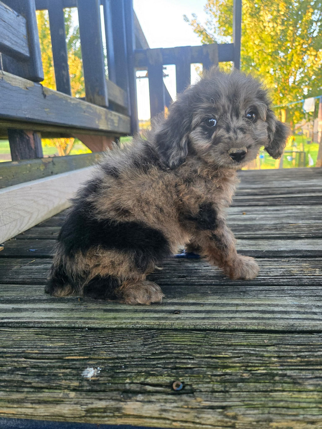 MERLE MINI AUSSIEDOODLE