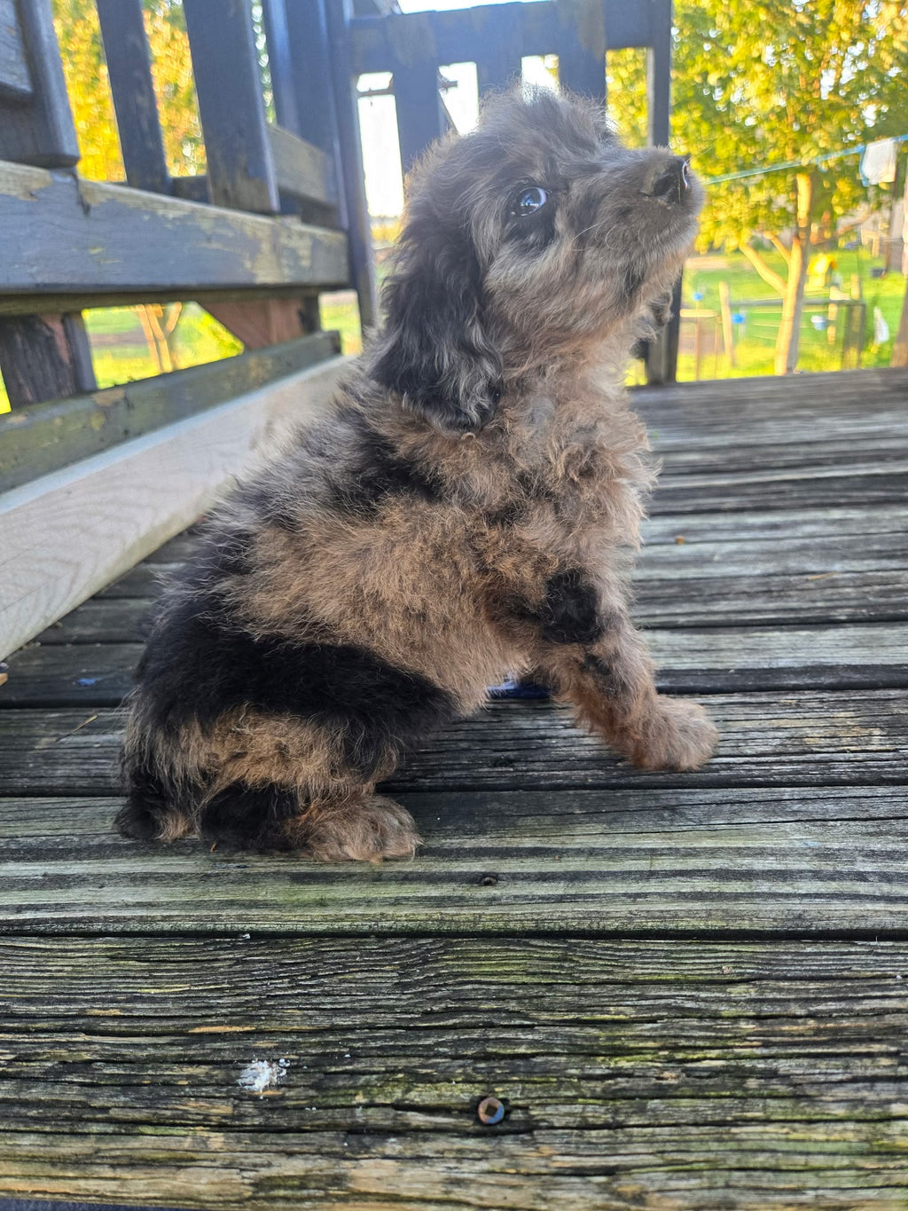 MERLE MINI AUSSIEDOODLE