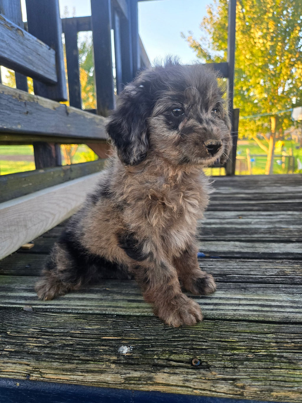 MERLE MINI AUSSIEDOODLE