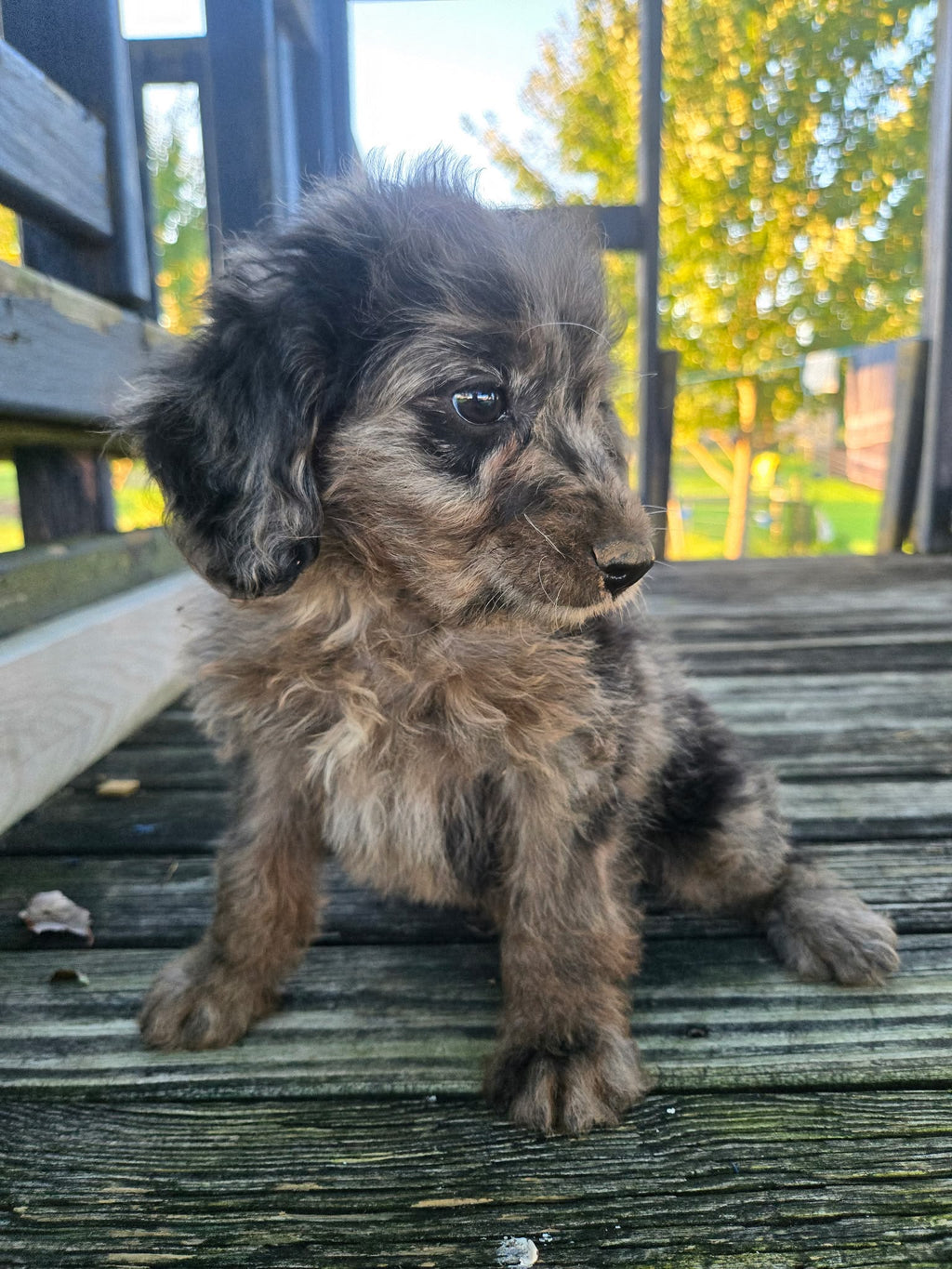 MERLE MINI AUSSIEDOODLE