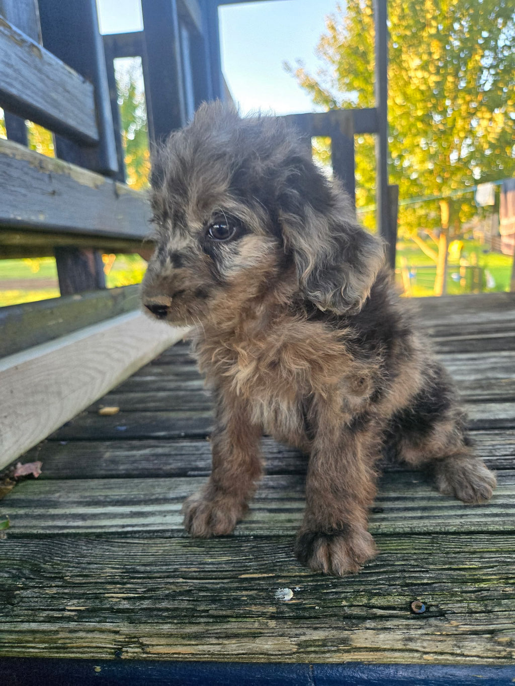 MERLE MINI AUSSIEDOODLE