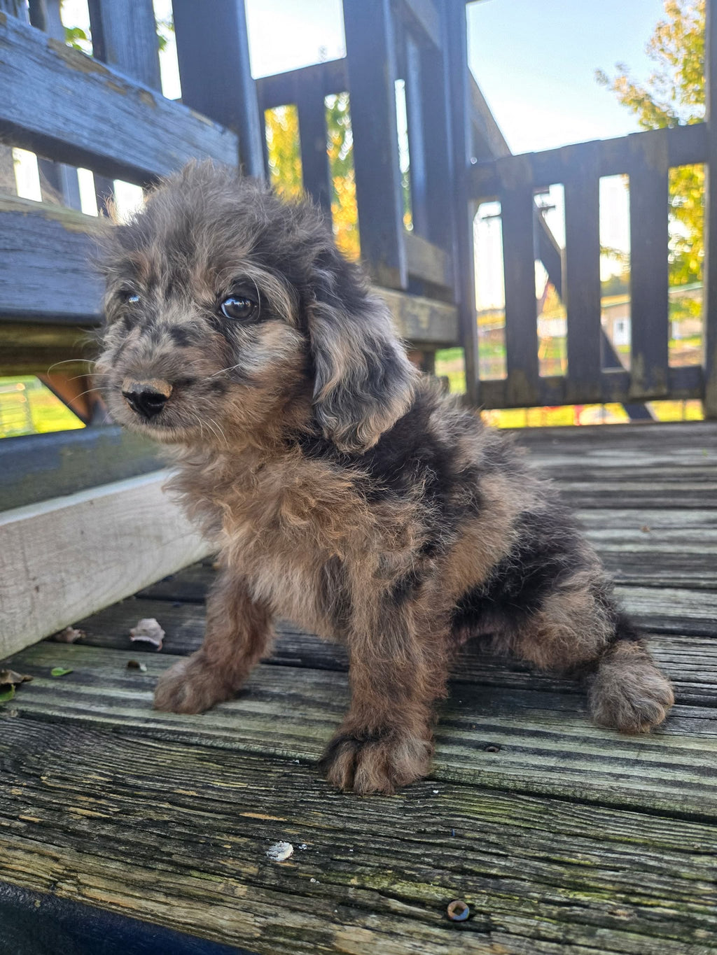 MERLE MINI AUSSIEDOODLE