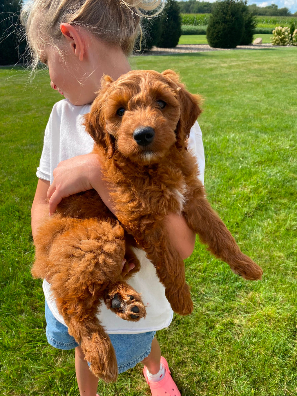 GOLDENDOODLES AVAILABLE