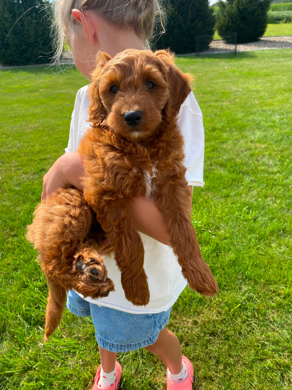 GOLDENDOODLES AVAILABLE