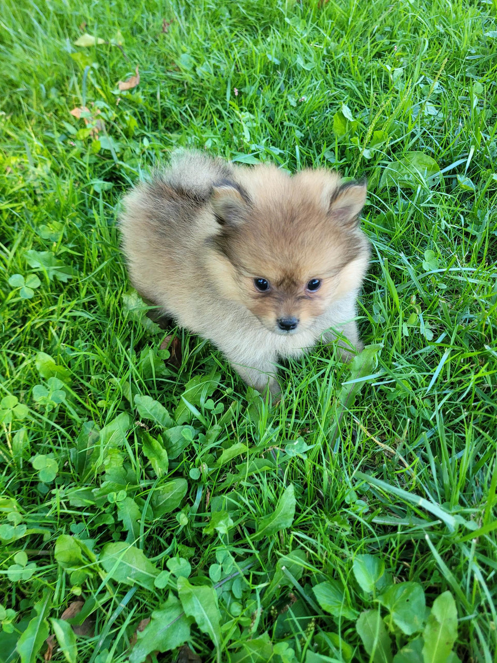 POMERANIAN MALE AVAILABLE
