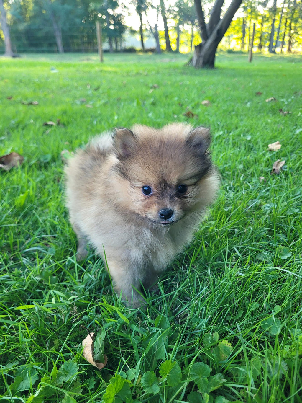 POMERANIAN MALE AVAILABLE