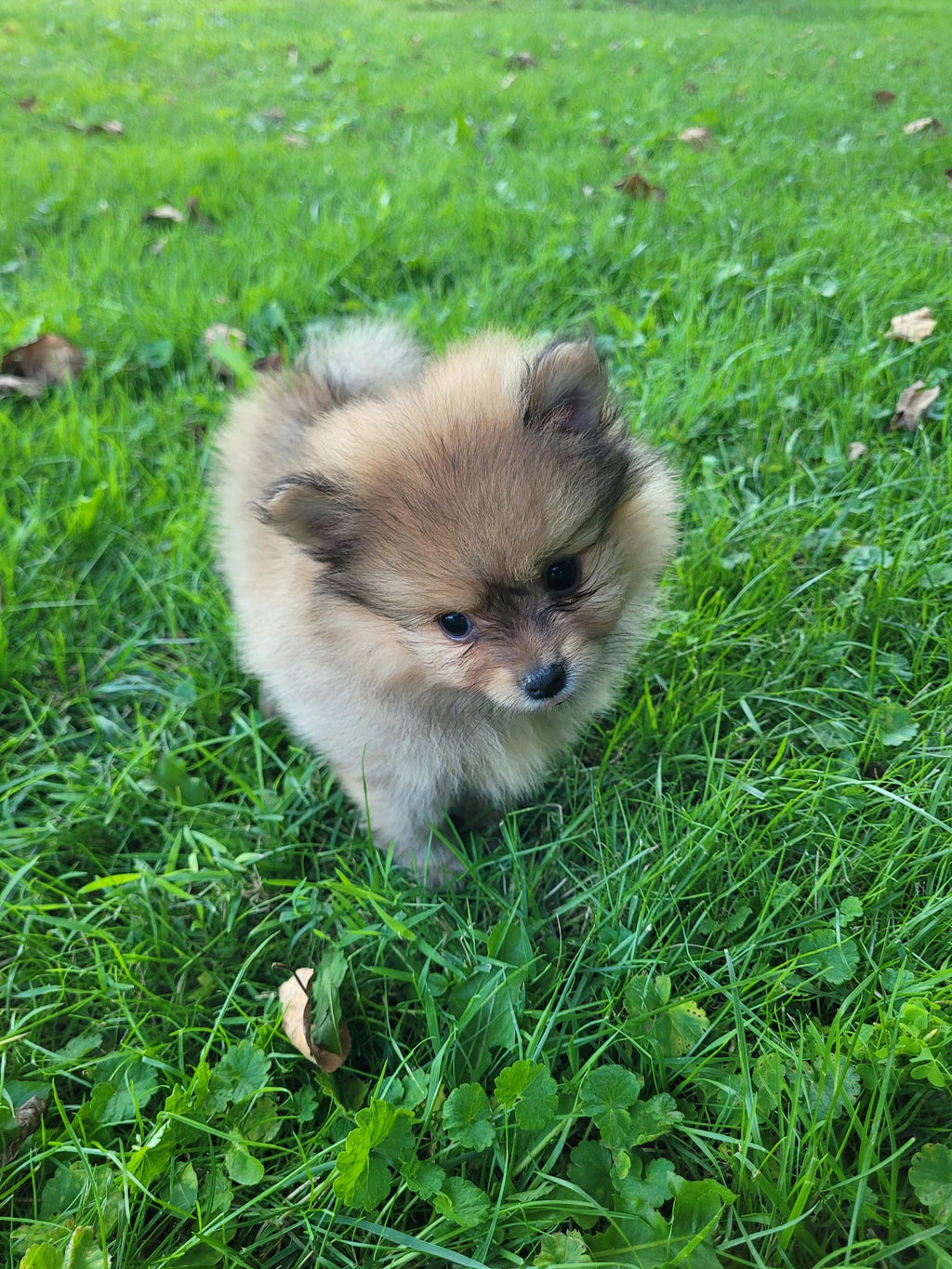 POMERANIAN MALE AVAILABLE