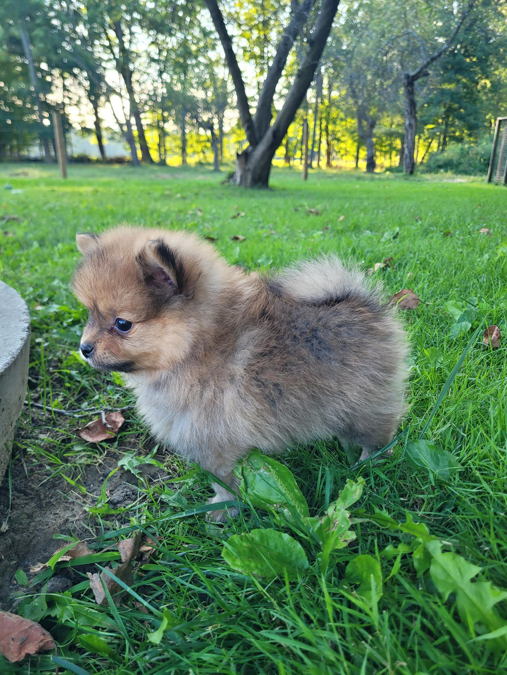 POMERANIAN MALE AVAILABLE