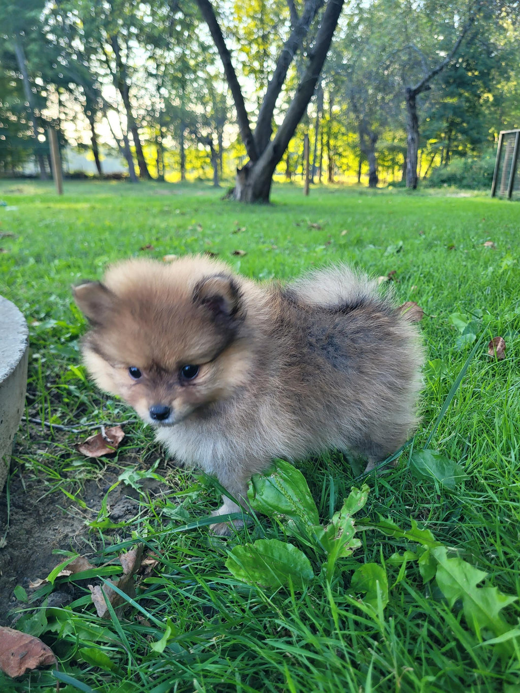 POMERANIAN MALE AVAILABLE