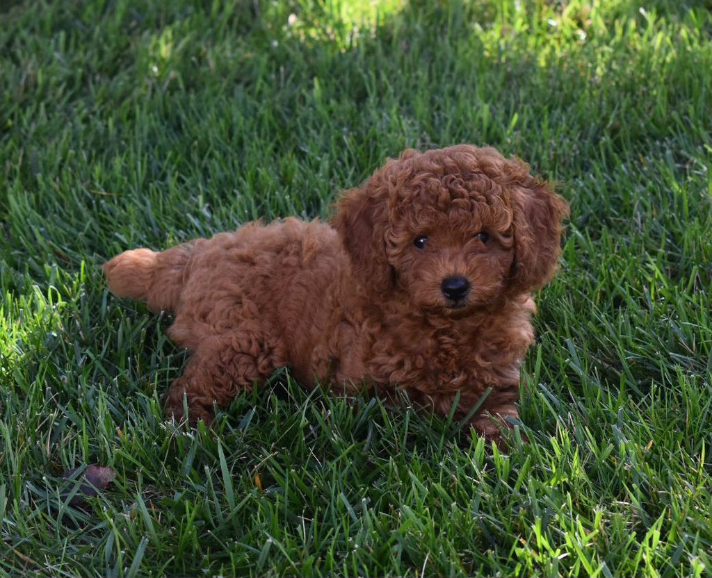 TOY POODLE MALE