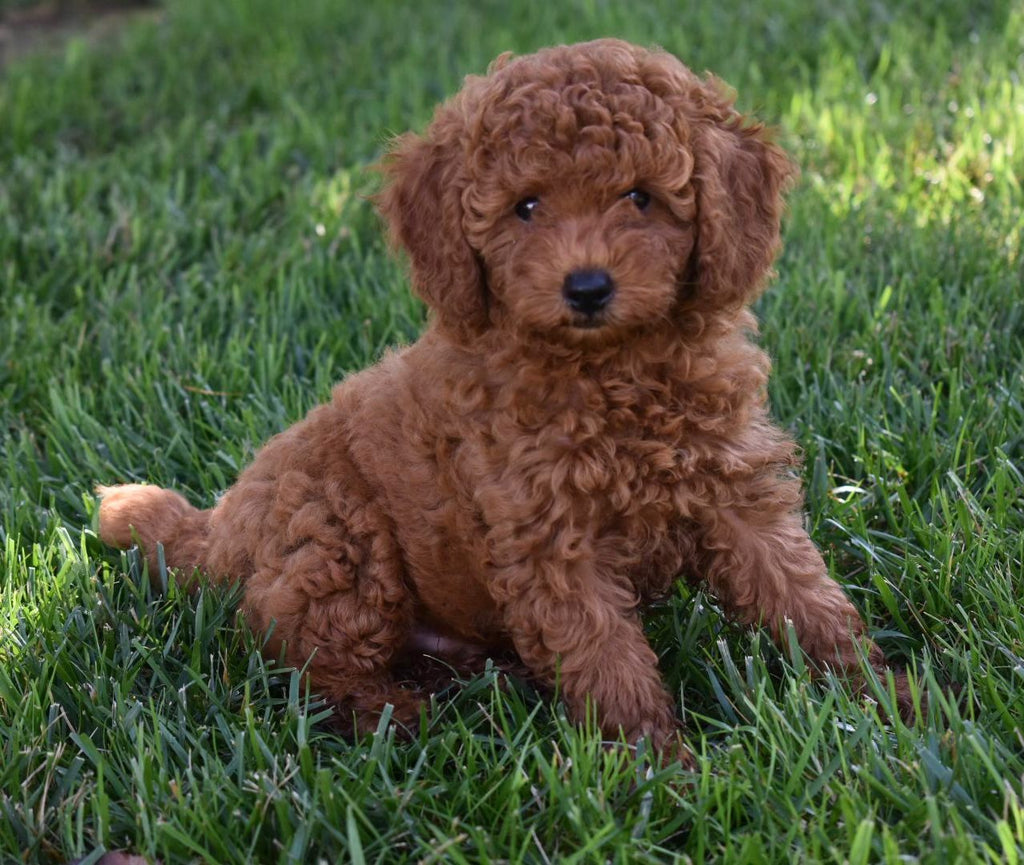 TOY POODLE MALE