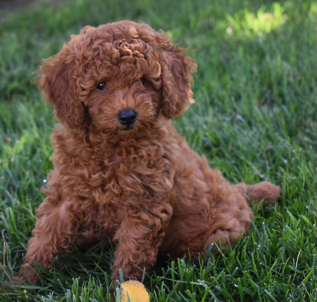 TOY POODLE MALE