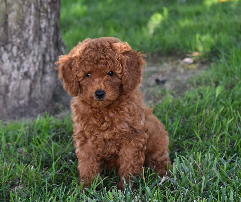 TOY POODLE MALE
