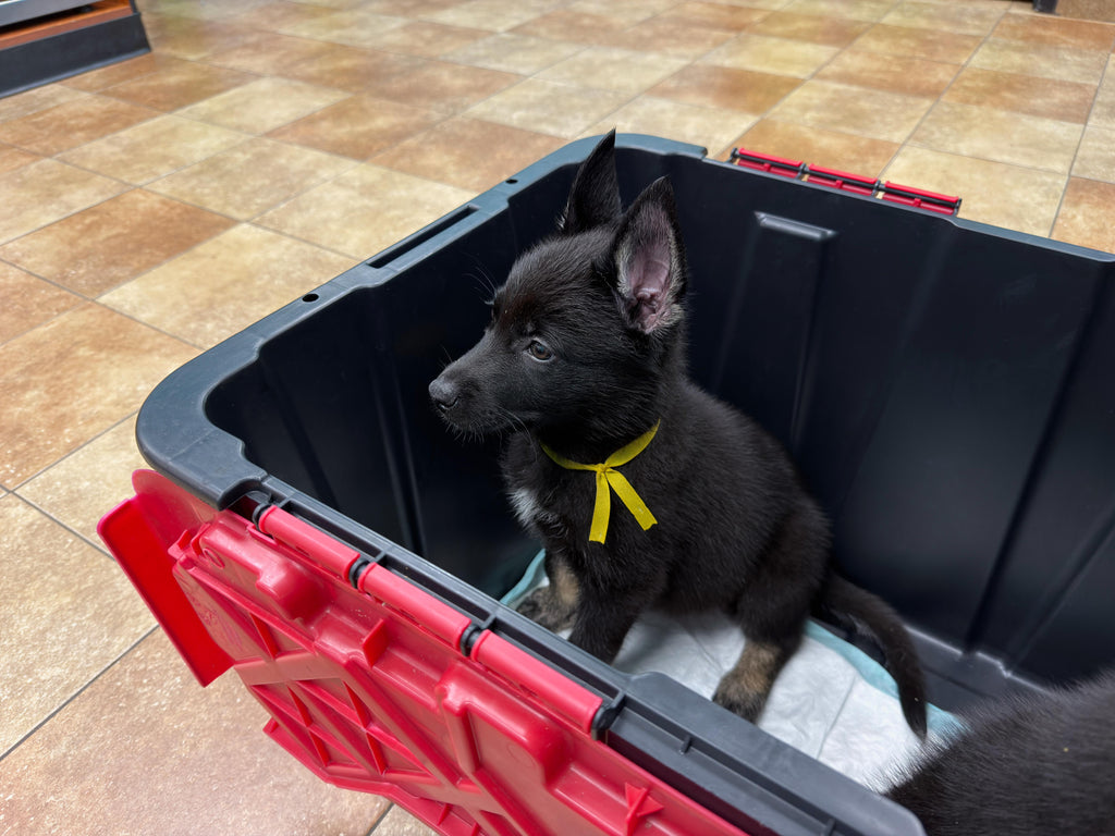 GERMAN SHEPSKY AVAILABLE