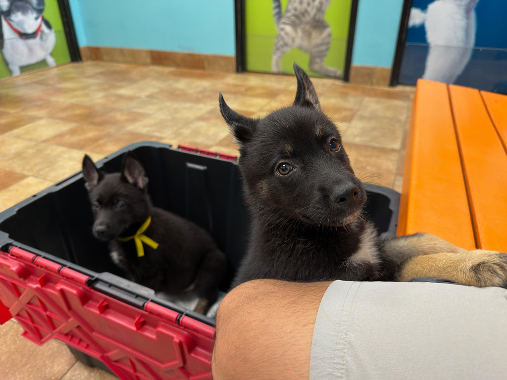 GERMAN SHEPSKY AVAILABLE