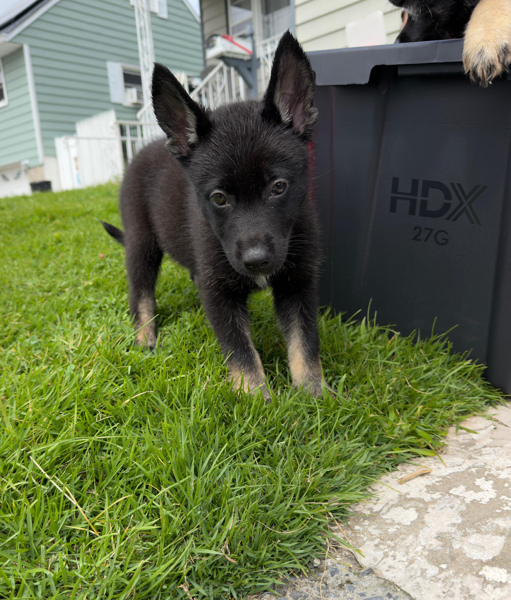 GERMAN SHEPSKY AVAILABLE